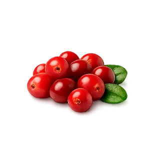 Cystobact — karpalo (Vaccinium oxycoccos)